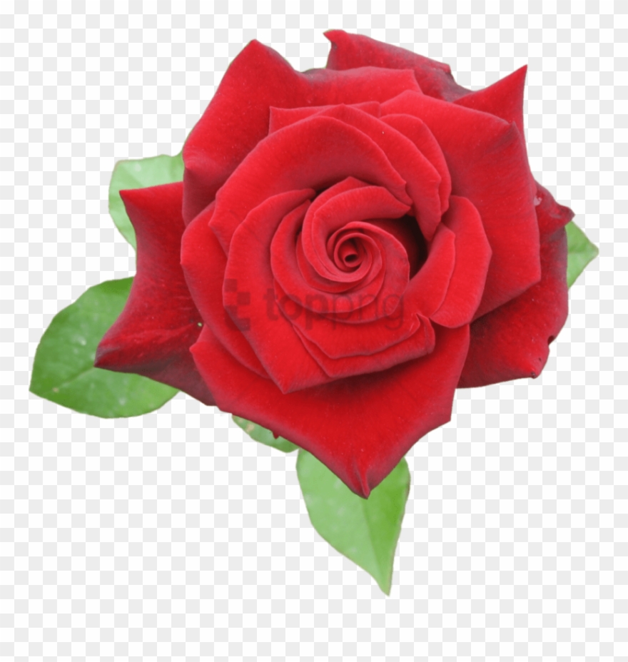 Free Png Rose Red Png Image With Transparent Background - Rose Red Png Clipart