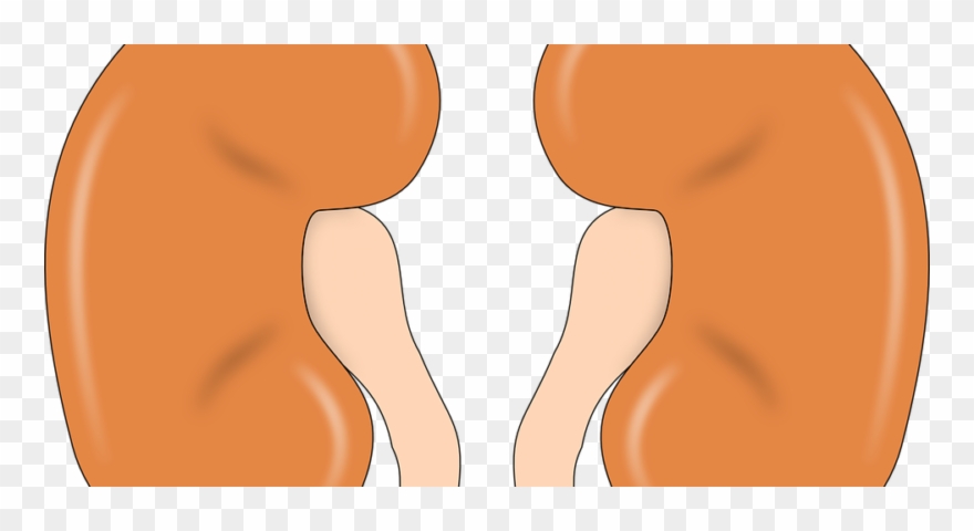 How You Can Support The National Kidney Foundation - Mammalian Kidney Clipart