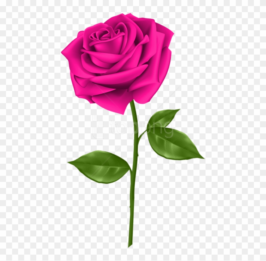 Free Png Pink Rose Png Images Transparent - Transparent Clipart Rose