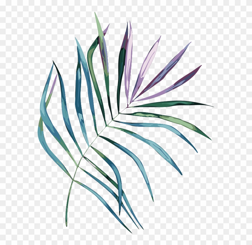 Palm Leaf - Drawing Clipart