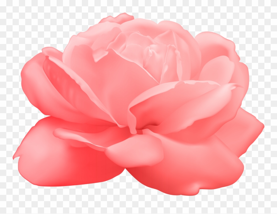 View Full Size - White Rose Png Clipart