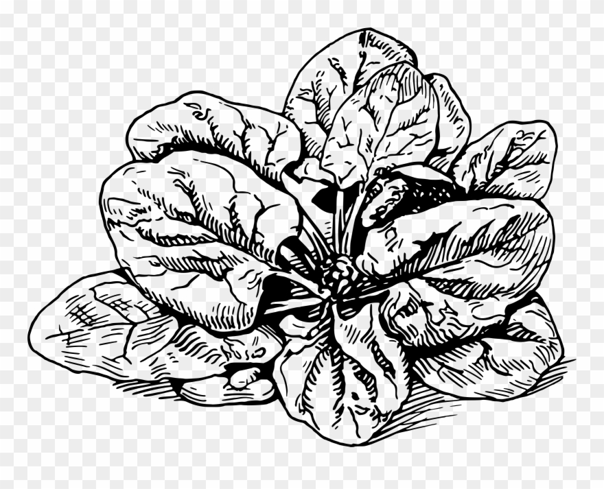 Spanakopita Banitsa Spinach Lasagne Vegetarian Cuisine - Black And White Spinach Clip Art - Png Download