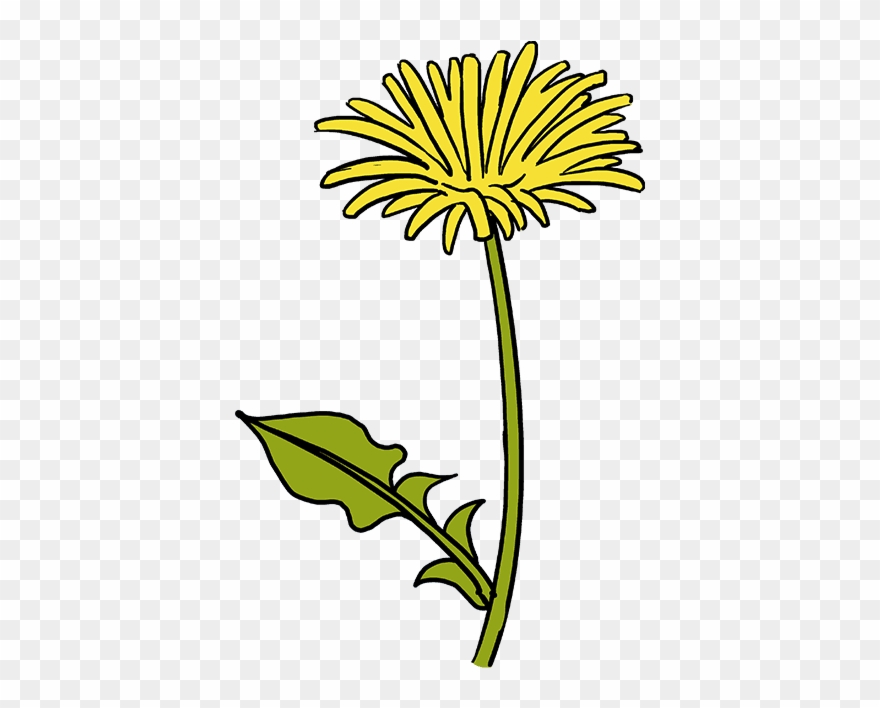 How To Draw Dandelion - Dandelion Drawing Clipart