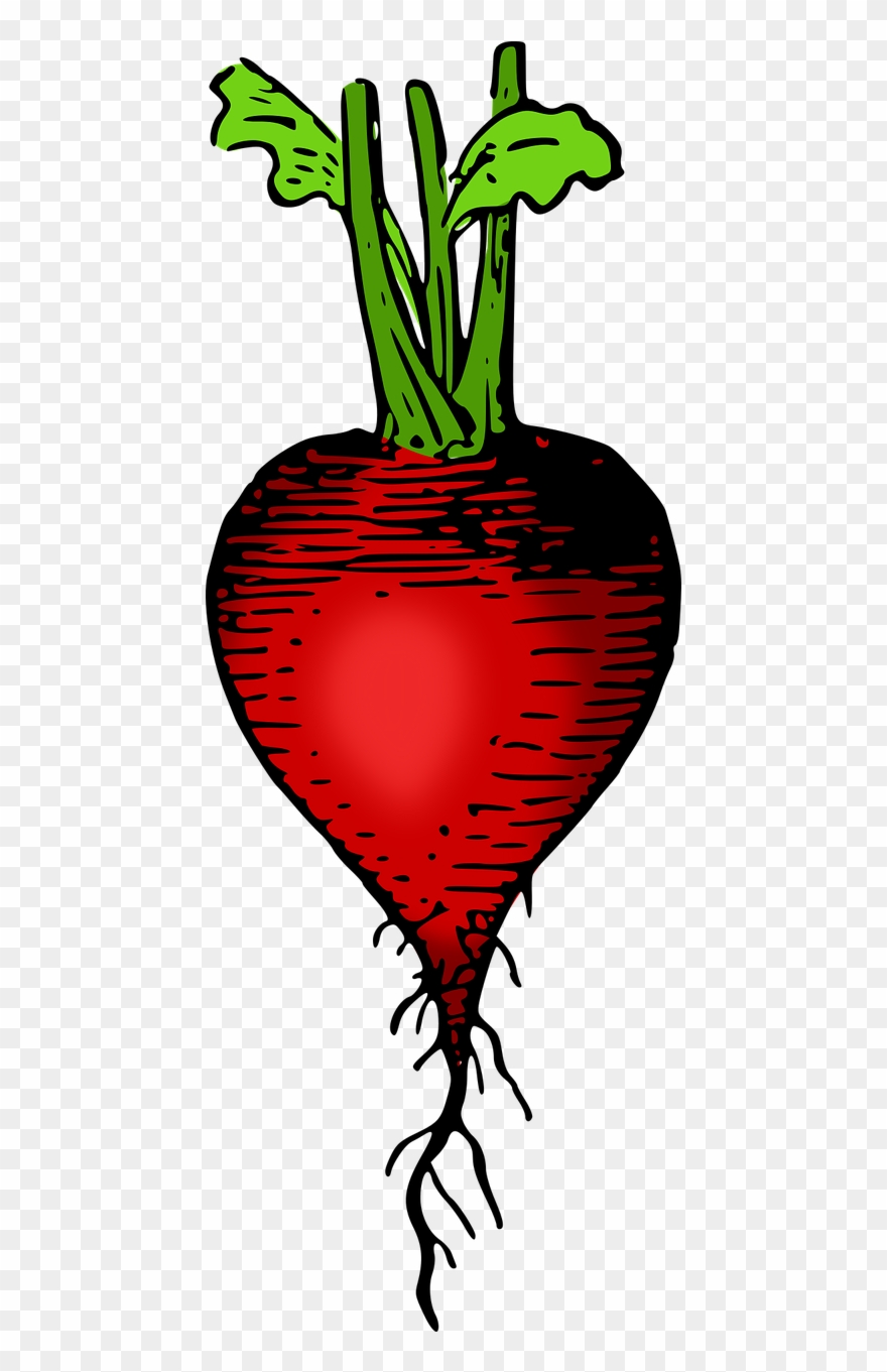 Picture Freeuse Stock Onlinelabels Clip Art Lutz - วาด ภาพ ลาย เส้น ผัก - Png Download