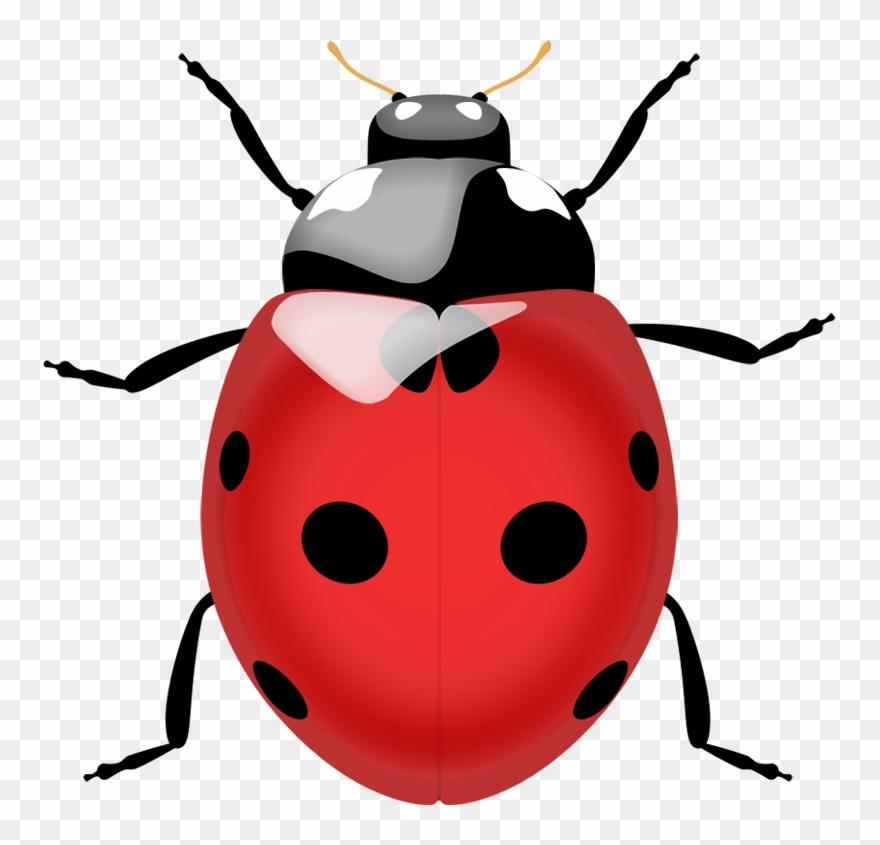 Png Photo, Free Printables, Clip Art, Ladybug, Clean - Ladybug Png Transparent Png