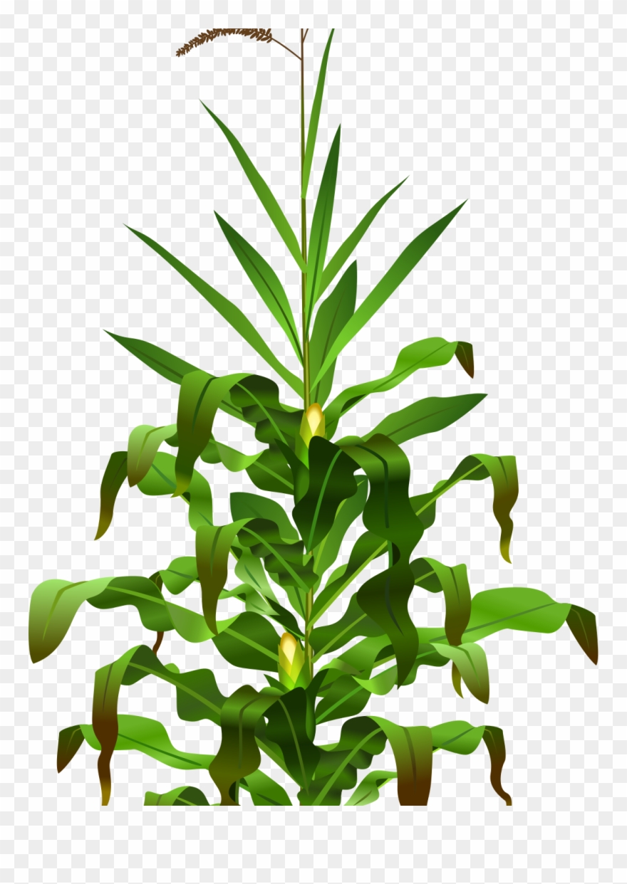Picture Download Plant Clip Art Mehmetcetinsozler - Planta De Maiz Animado - Png Download