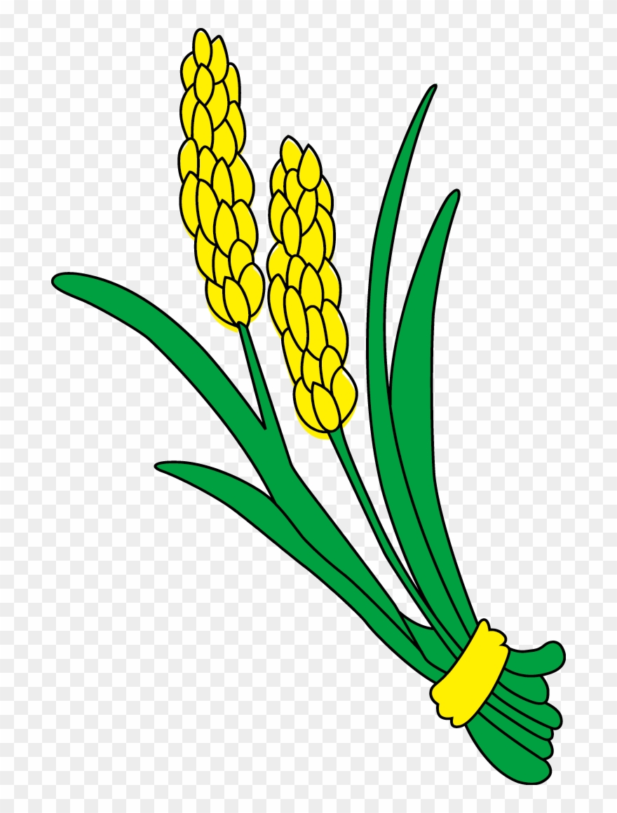 Rice Gadu Paddy Field Gratis - Rice Clipart