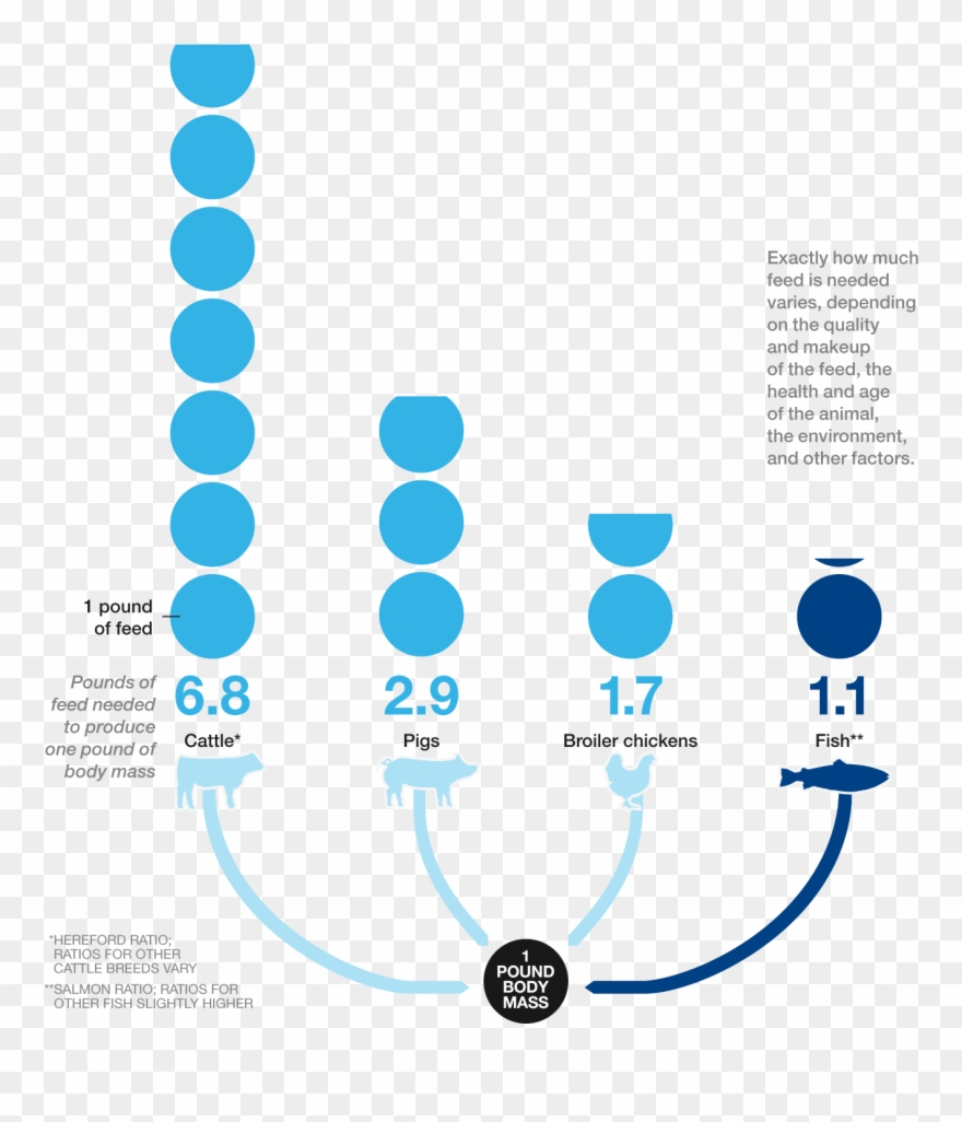 Graphic Of The Feed Conversion Ratio Of Cattle, Pigs, Feed Conversion