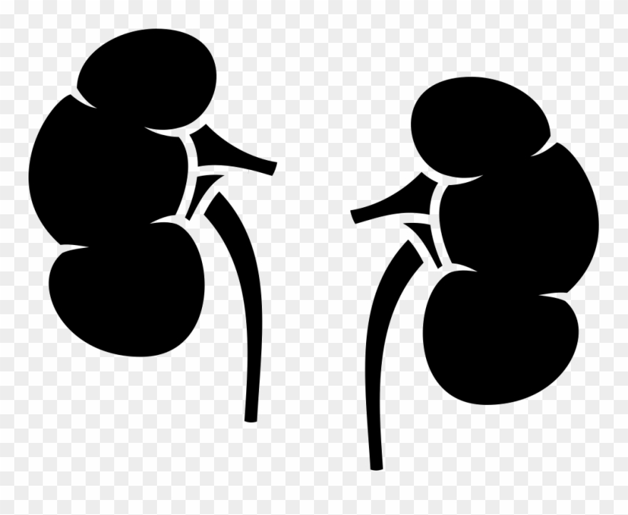 Png File Svg - Urinary System Icon Png Clipart