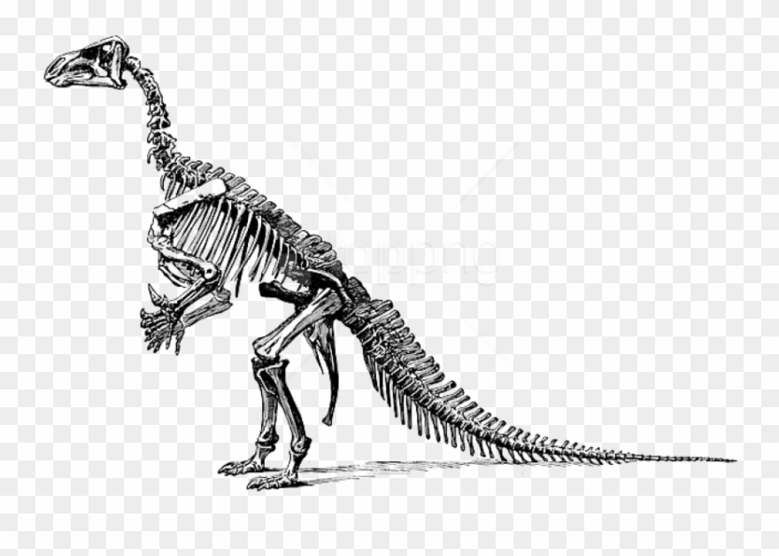 Free Png Download Tyrannosaurus Fossil Skeleton Png - Clipart Of Dinosaur Bones Transparent Png