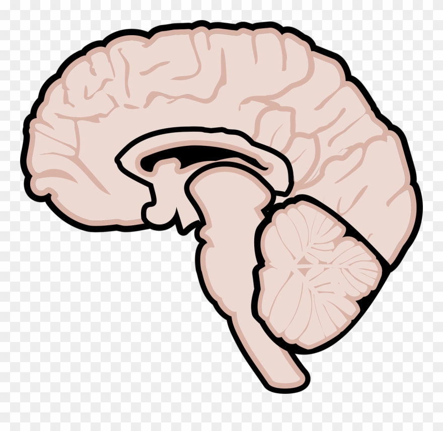 Multiple Sclerosis Clipart