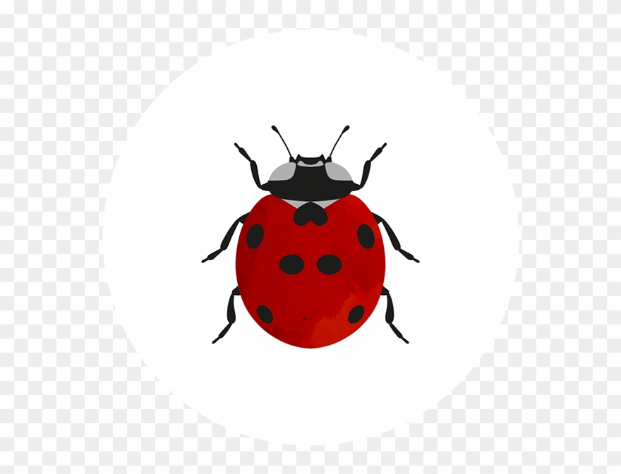 1 On Behance Art Thou, Beetle, My Friend, Insects - Ladybug Clipart