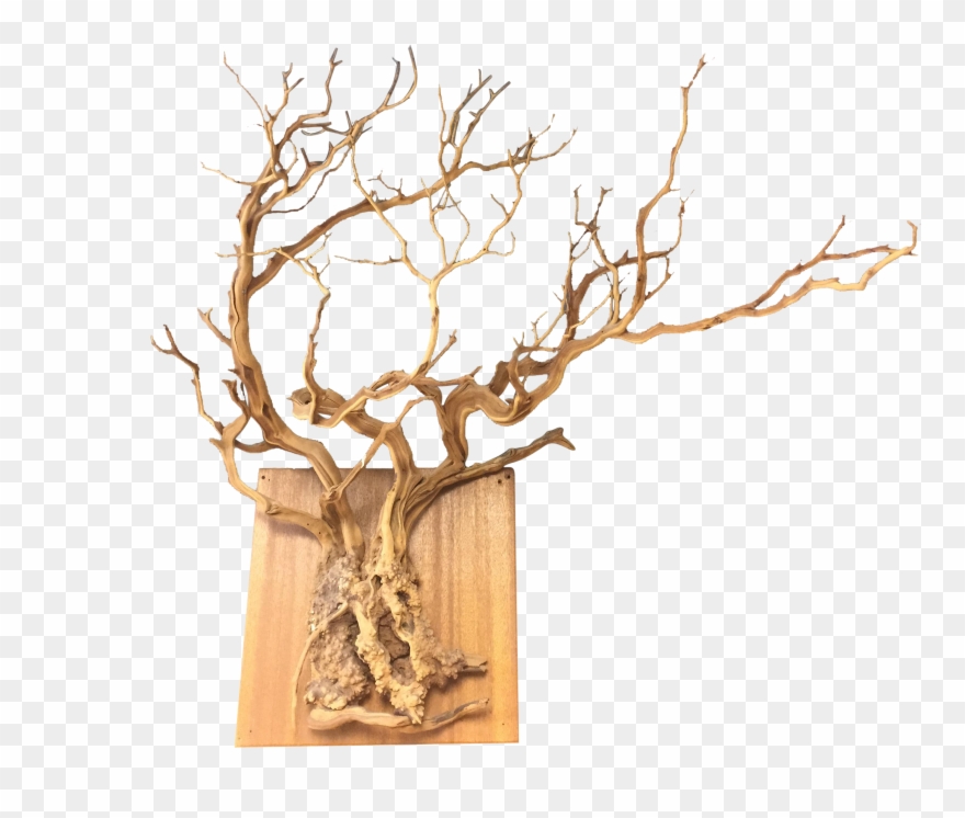 Natural Sprawling Tree Root Wall Hanging Chairish - Driftwood Clipart