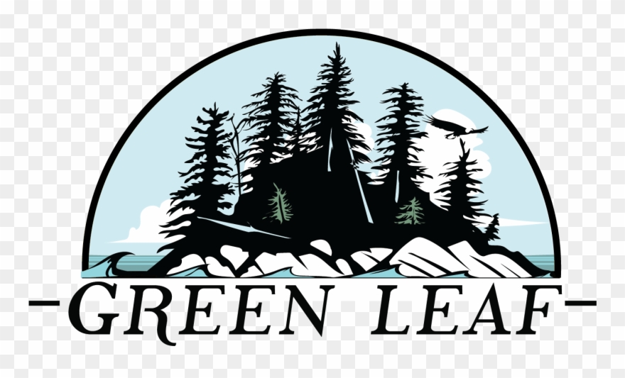 Colorado Spruce Clipart