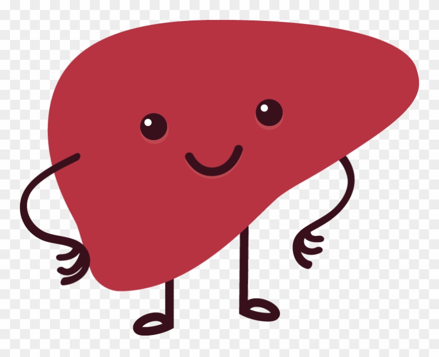 Die Leber Ist Lebenswichtig Für Sie, Arbeitet Sie Doch - Leber Cartoon Clipart