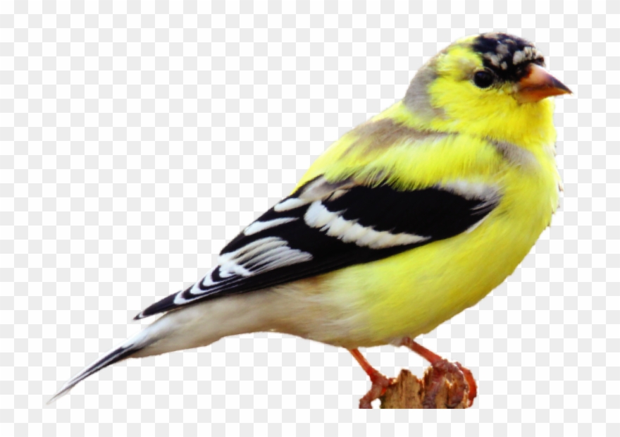 Canary Clipart - American Goldfinch - Png Download