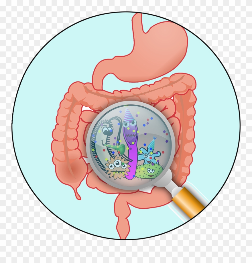 Indications Of The Initial Stages Of Ama Presence Include - Boli Ale Sistemului Digestiv Clipart