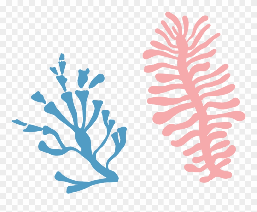 Coral Decoration - Illustration Clipart