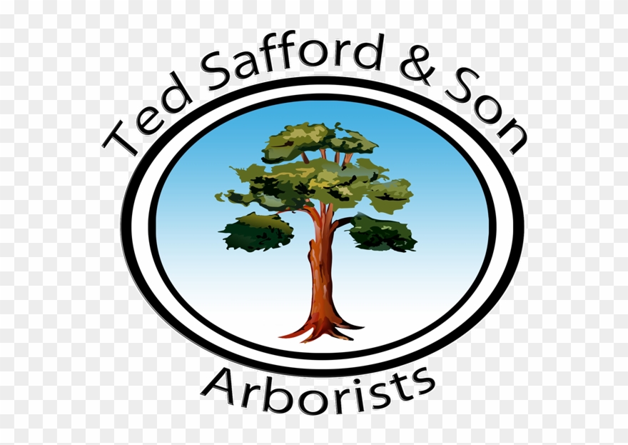 Certified Arborists & Tree Care Specialists Licensed - Tree Clipart