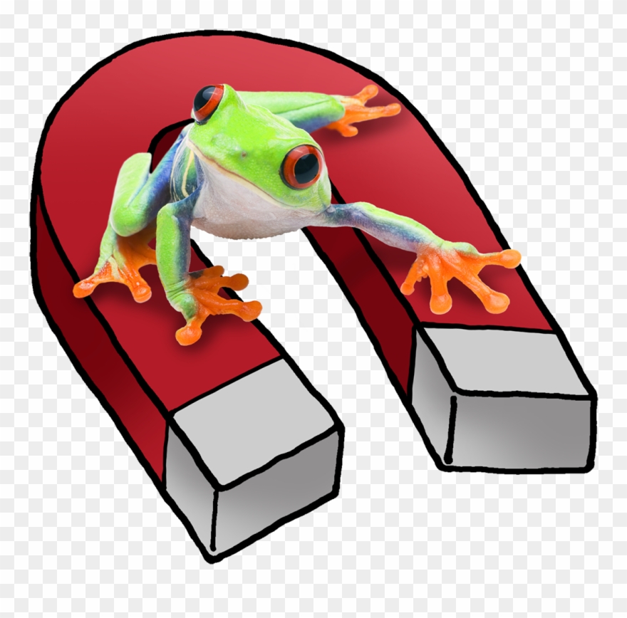 Meet A Clingy Red-eyed Tree Frog With A Magnetic Personality - Cartoon Clipart