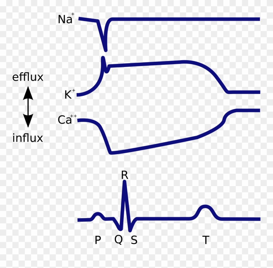 Ekg Svg Transparent - Ions And Ecg Clipart