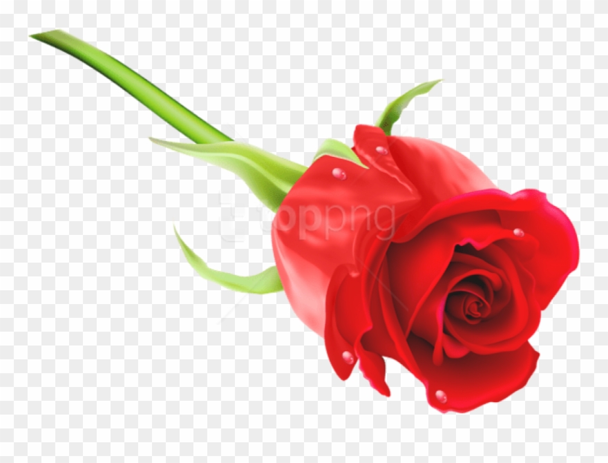 Free Png Download Red Rose Png Images Background Png - Rose Png Images Hd Clipart