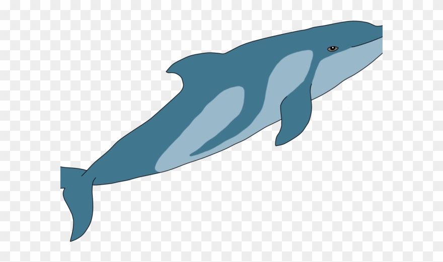 Love Wood Clipart Circle - Bairds Beaked Whale Drawing - Png Download