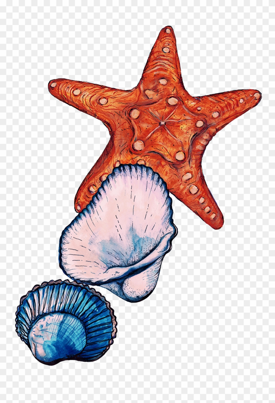 Sign Up To Join The Conversation - Starfish Clipart