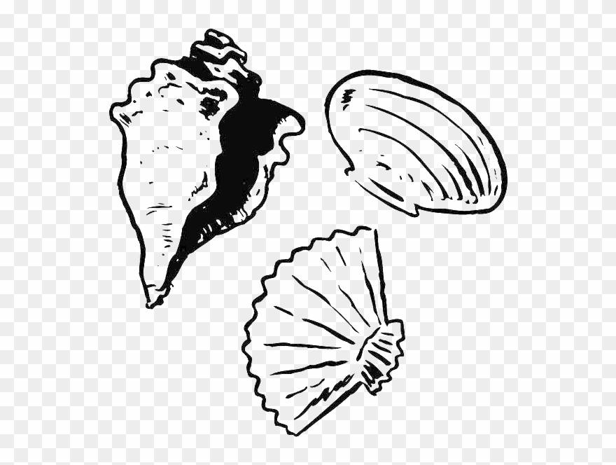 Seashell Coloring Book - Mewarnai Gambar Kerang Clipart