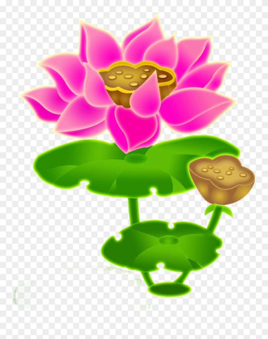 Lotus Clipart Chinese Lotus - ภาพ วาด ดอกบัว - Png Download
