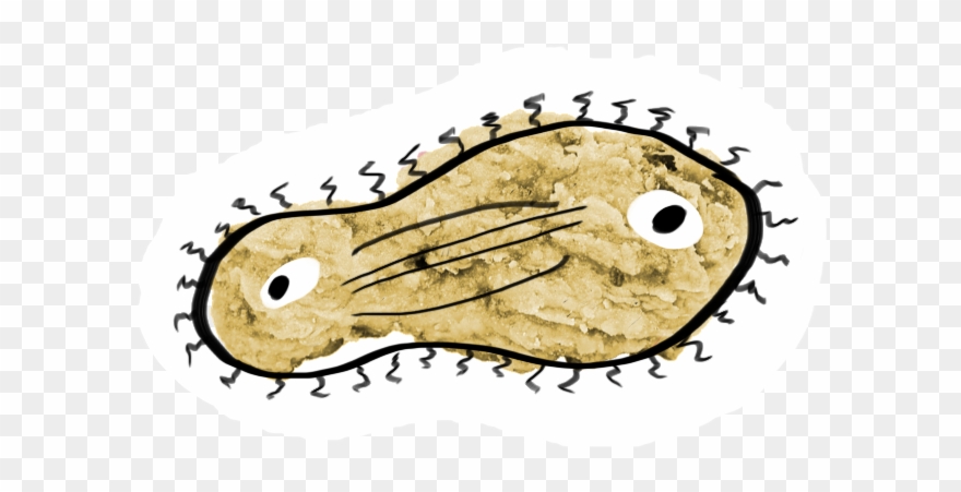 A Crude Drawing Of A Dividing Cell Is Overlaid Upon - Illustration Clipart