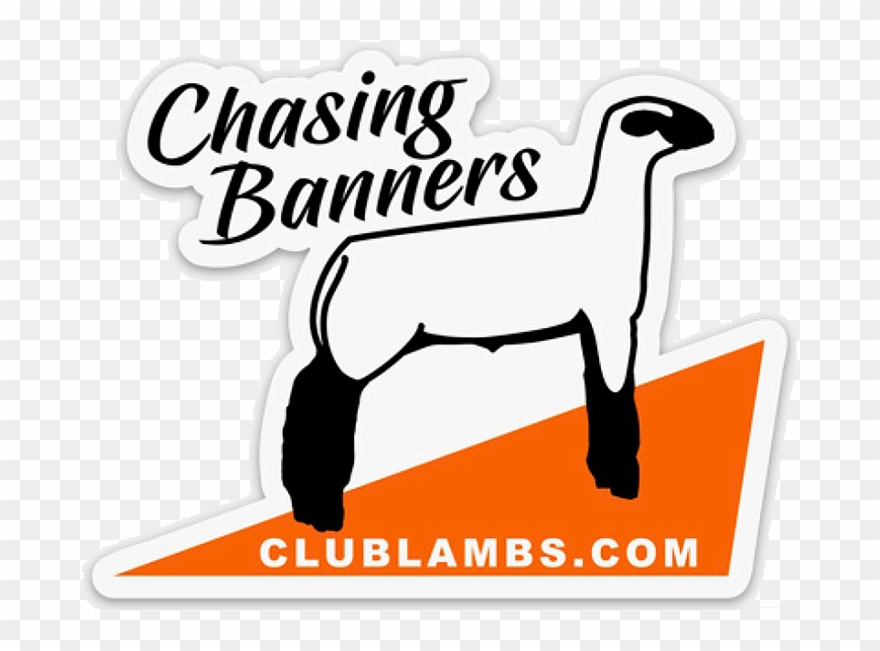 Show Lamb Stickers For Sale Clipart