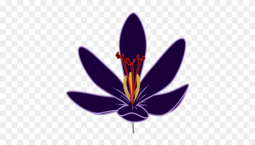 Crocus Clipart Violet Flower - Transparent Saffron Flower Png