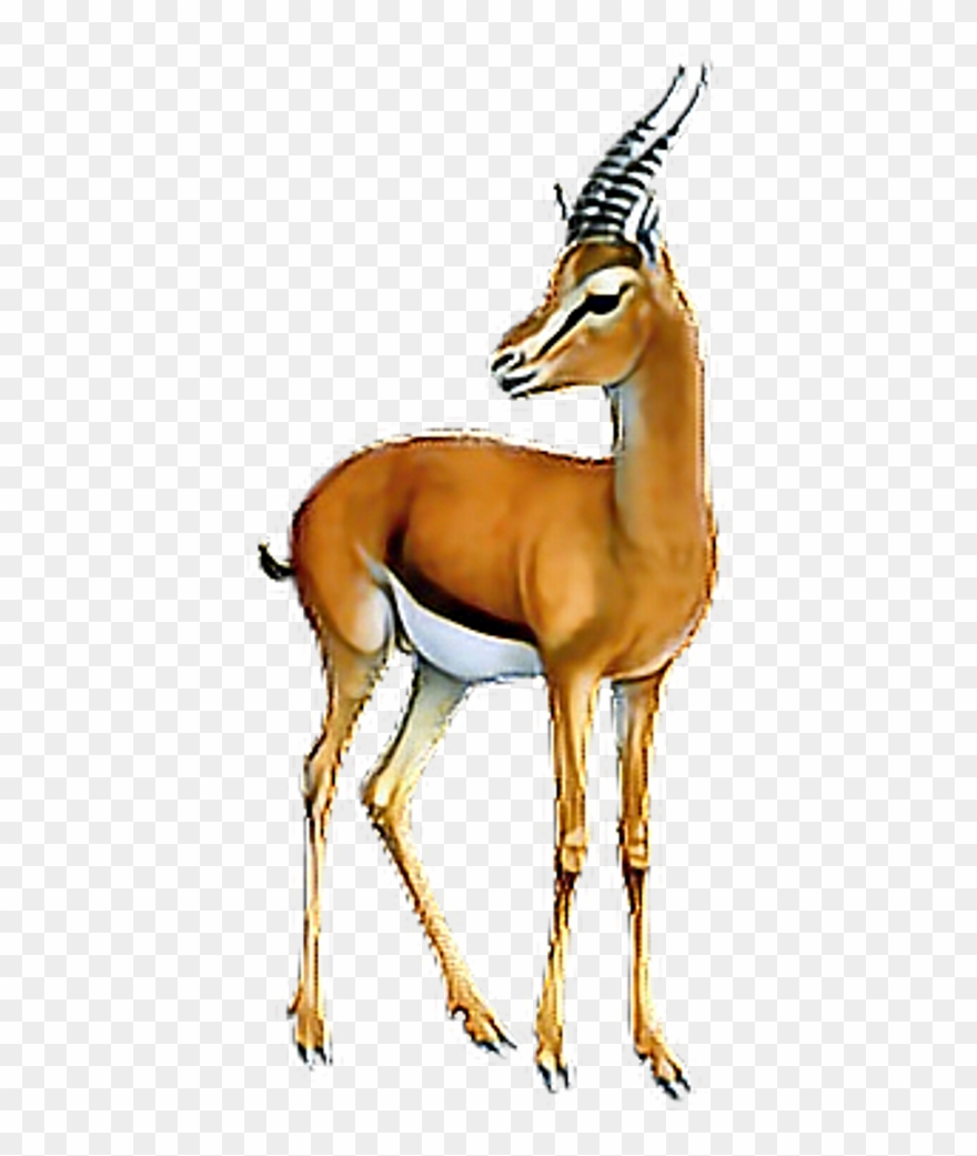 #antelope #gazelle #animals #terrieasterly - Thomson's Gazelle Png Clipart