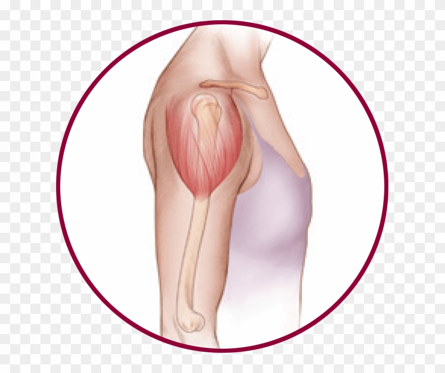 Your Upper Arm - Illustration Clipart