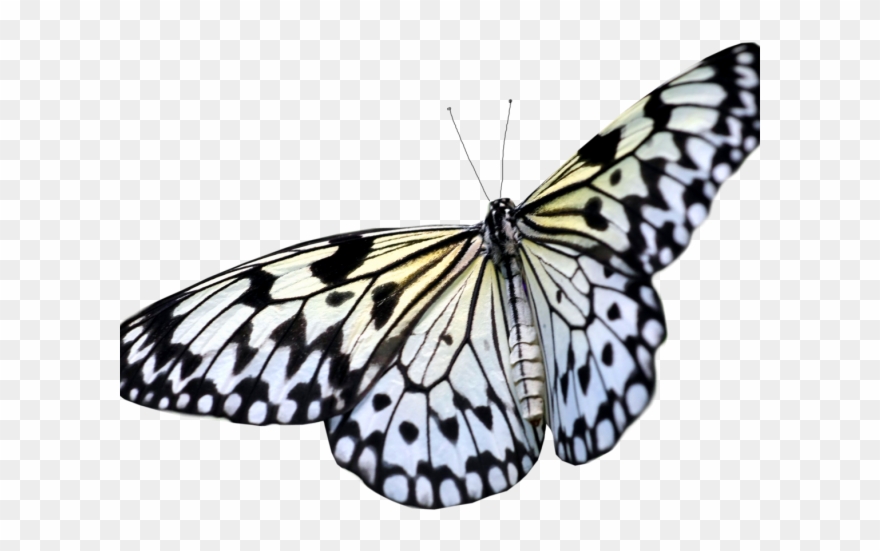 Moth Clipart Tumblr Transparent - Transparent Background Butterflies Png