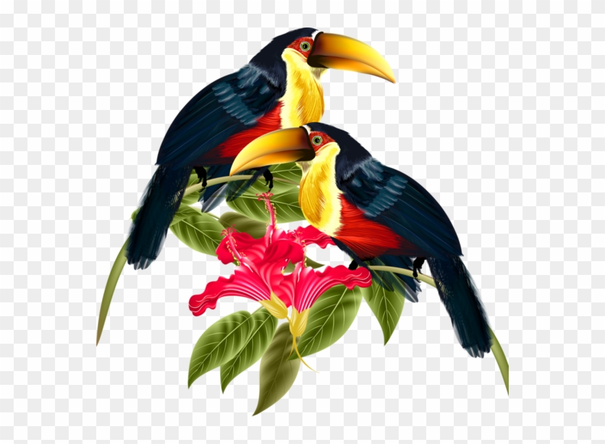 Bird Crafts, Pet - Hornbill Png Clipart