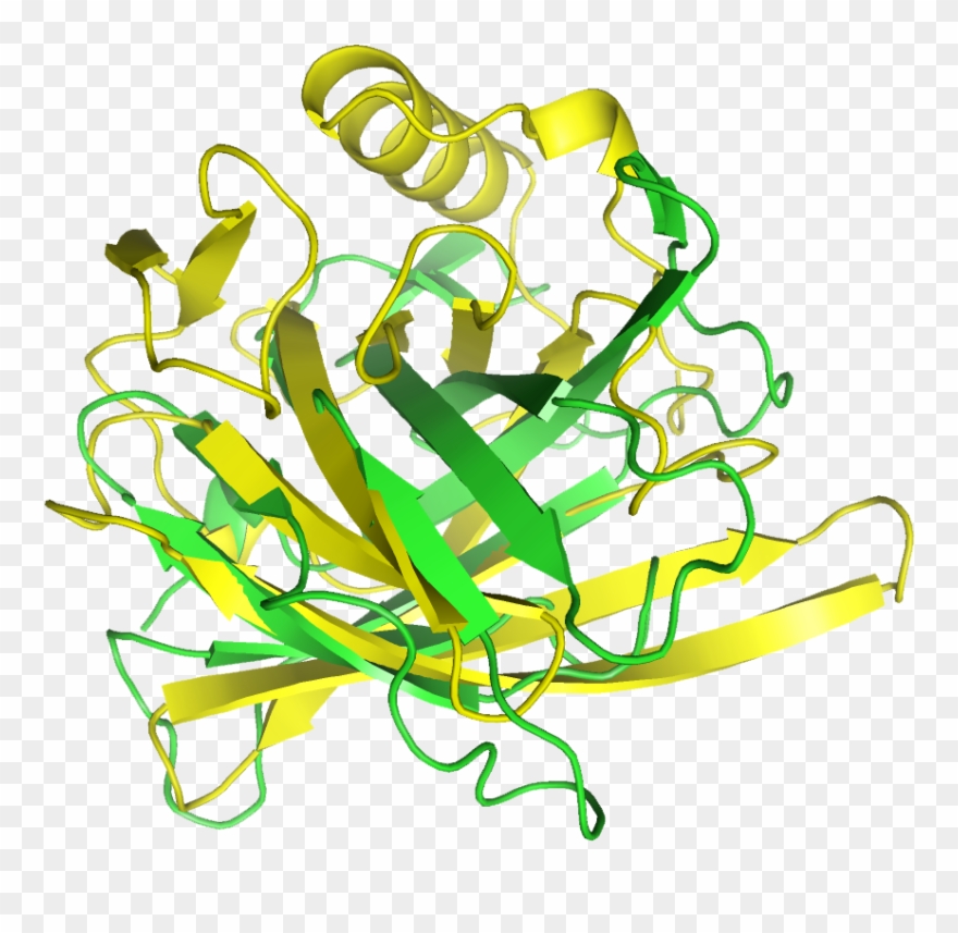 Protein Clipart