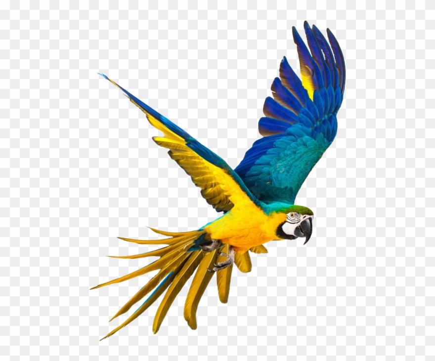 Parrot - Parrot Png Clipart