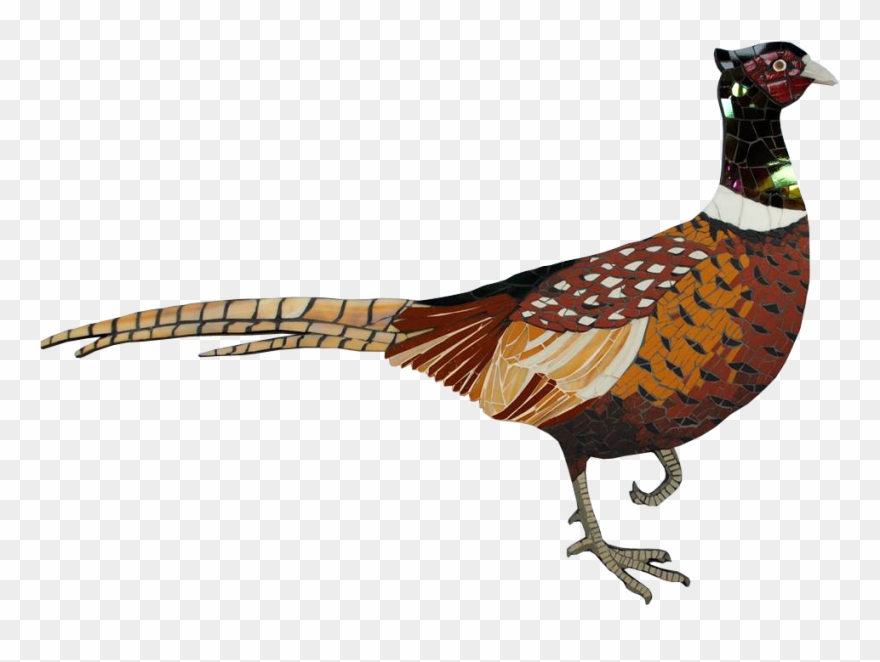 Gallery - Ring-necked Pheasant Clipart