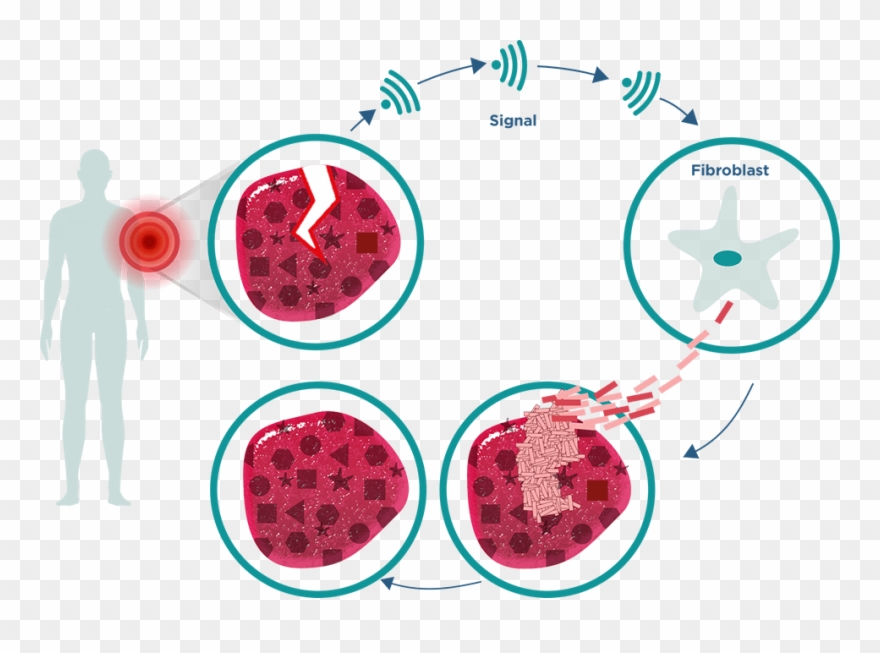 The Healing Cycle Of A Person Without Scleroderma - Circle Clipart