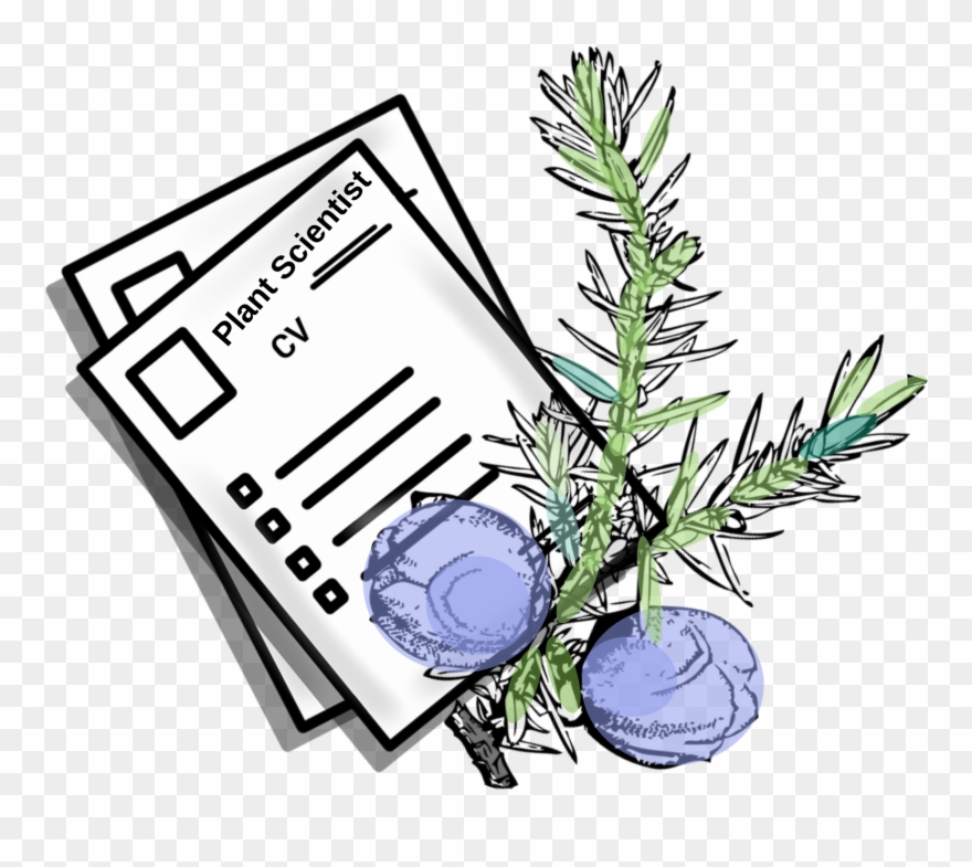 Cv Stilizzato Clipart