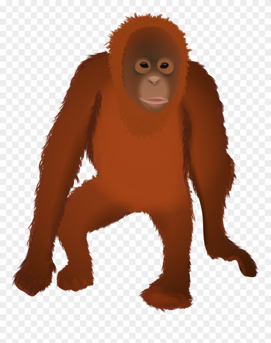 Osmawani Osmawanio Twitter - Orangutan Png Clipart