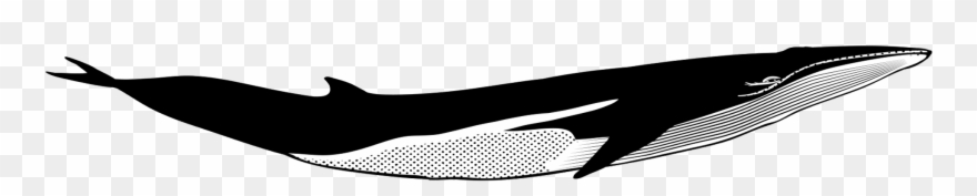 Finbacks - Humpback Whale Clipart