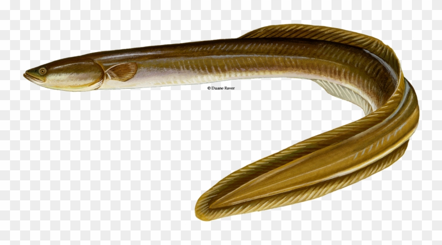 Transparent Eel - American - American Eel Png Clipart