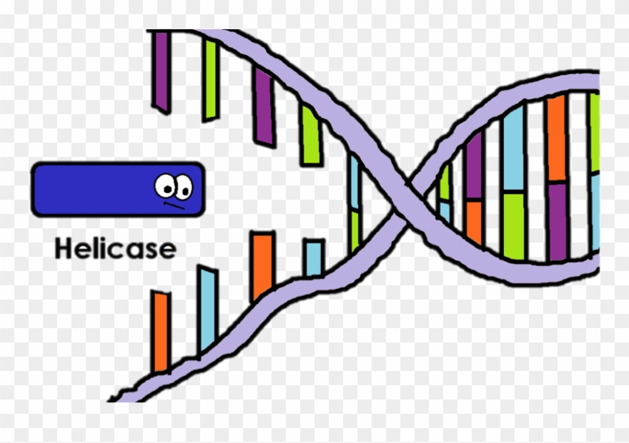 Helicase Is The Enzyme That "unzips" The Two Strands - Helicase Enzyme Clipart