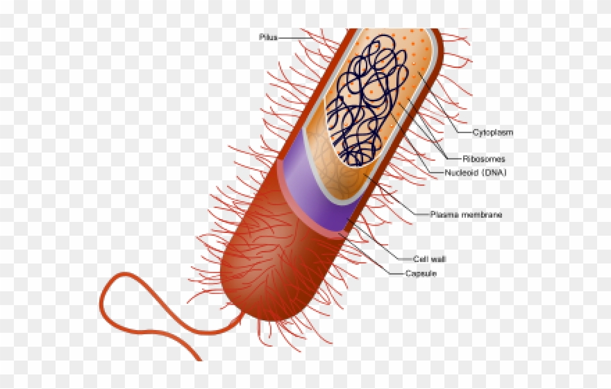 Capsule Bacteria Clipart