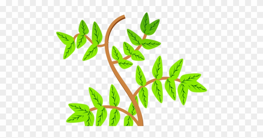 Share - Leaves And Stem Clipart - Png Download