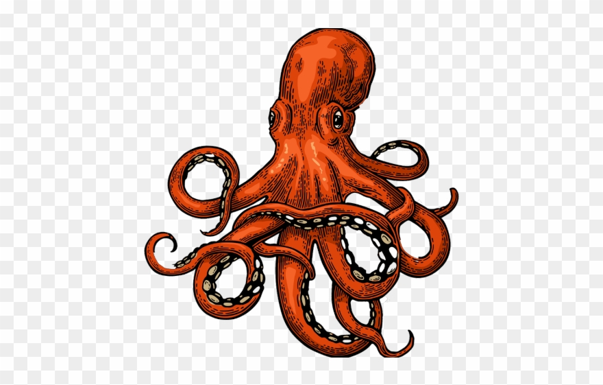 Drawn Squid Adorable - Octopus Vector Clipart