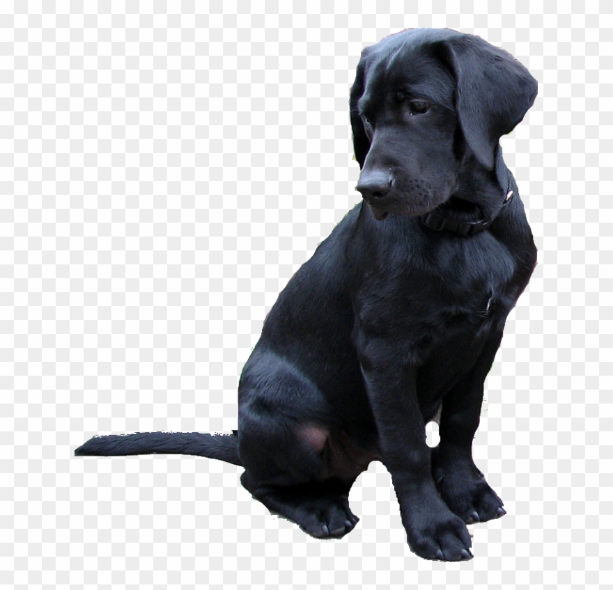 Labrador Retriever Png - Black Labrador Clipart